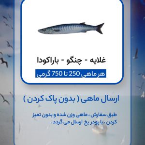 ماهی غلایه - چنگو - Barracoda