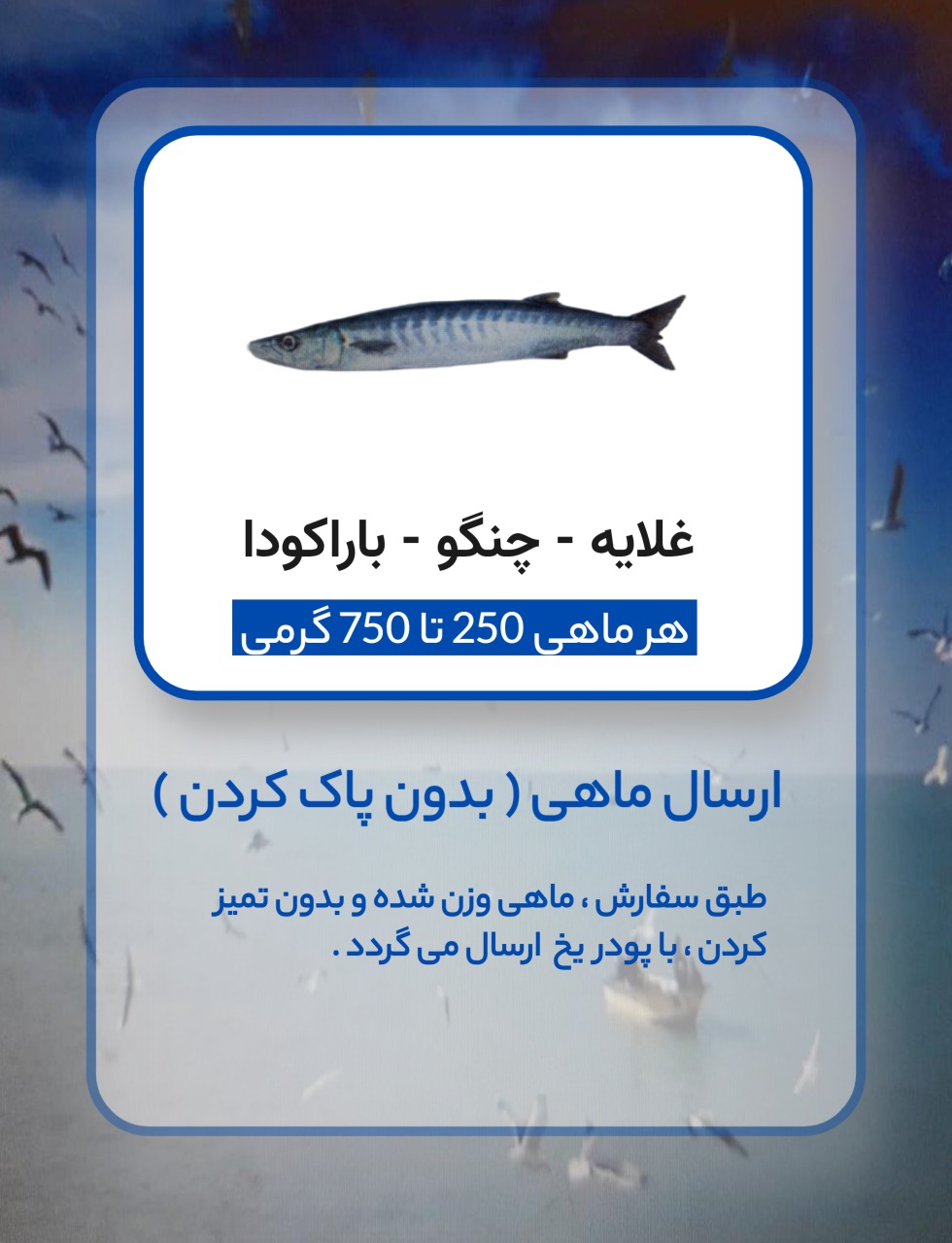 ماهی غلایه - چنگو - Barracoda