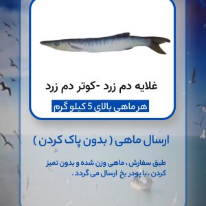 غلایه دم زرد بزگ - کوتر دم زرد - جِِِِِت ( بدون پاک کردن )