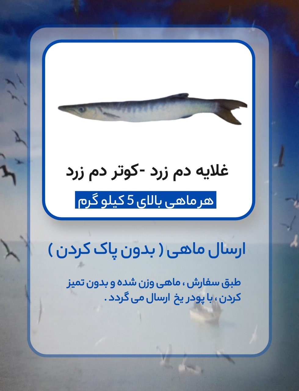 غلایه دم زرد بزگ - کوتر دم زرد - جِِِِِت ( بدون پاک کردن )