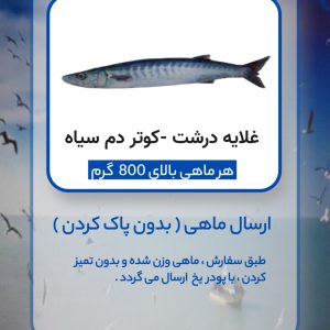 غلایه درشت - چنگو درشت - کوتر دم سیاه