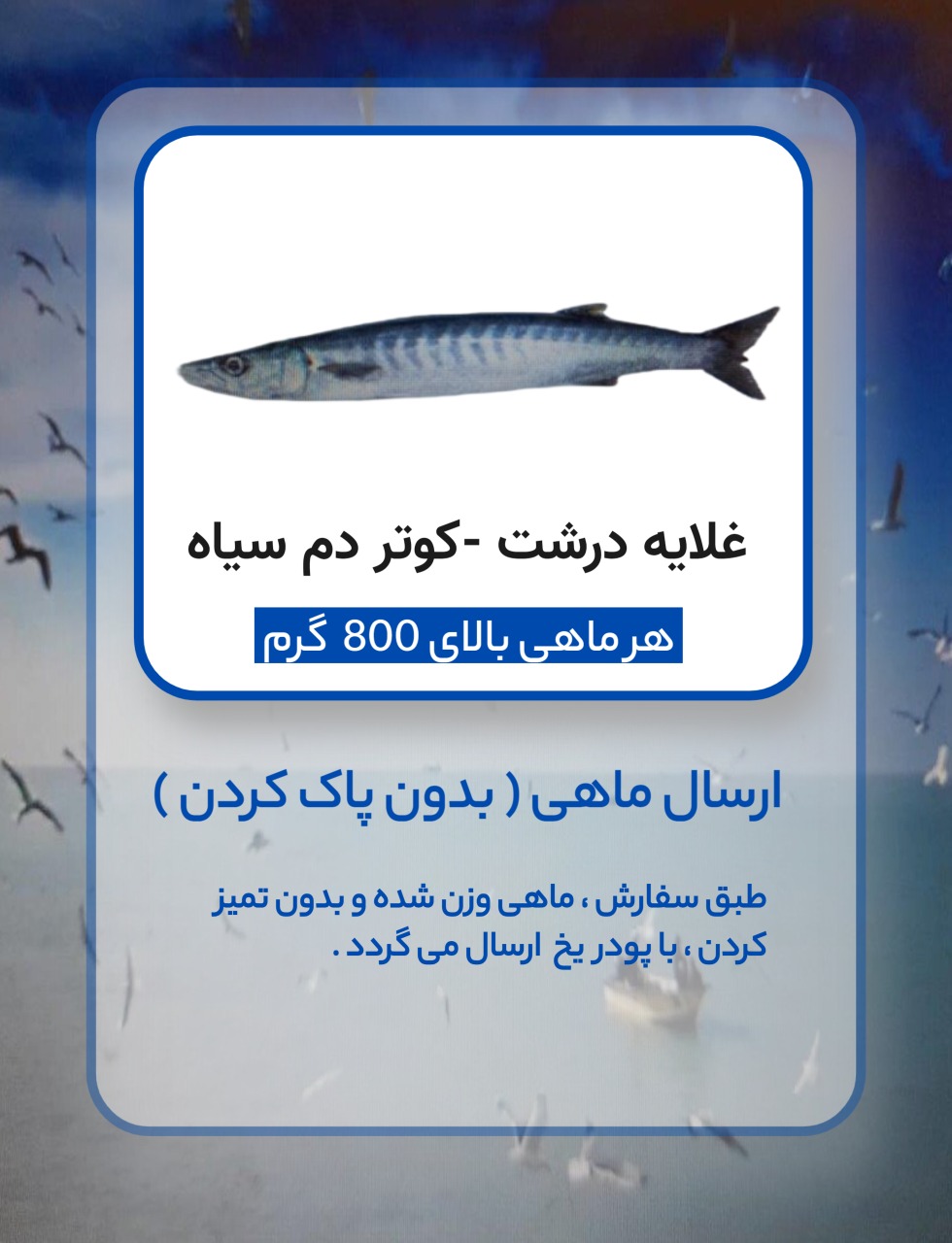 غلایه درشت - چنگو درشت - کوتر دم سیاه
